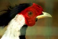 Closeup view of Silver Pheasant