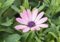 Closeup view single bloom purple gerbera daisy