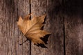 Closeup view of a single dry fallen leaf lying fresh on a wooden table in a sunny autumn day