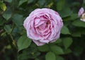 A closeup view of a single pink rose bloom Royalty Free Stock Photo