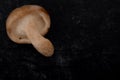 Closeup view of single shiitake mushroom from back on simple black background Royalty Free Stock Photo