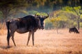 Closeup view of a single wildebeest in monochrome. Swaziland