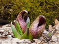 Skunk Cabbage Front View 1 Royalty Free Stock Photo