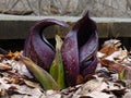 Skunk Cabbage Front View 2 Royalty Free Stock Photo