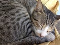 Closeup view of a sleeping pet cat Royalty Free Stock Photo