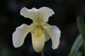 Slipper orchid Royalty Free Stock Photo