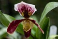 Slipper orchid Royalty Free Stock Photo