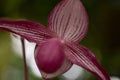 Slipper orchid Royalty Free Stock Photo