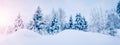 Closeup view of the slope snowdrift in spruce forest in winter. Royalty Free Stock Photo