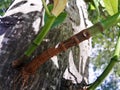 Closeup view of small branches of jack tree