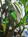 Closeup view of small branches of jack tree