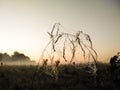 Closeup view of small dew drops on cobweb threads located on meadow plants early in the morning. Morning landscape in the meadow. Royalty Free Stock Photo