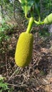 Closeup view of small jackfruit on a tree