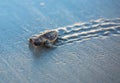Closeup view of a small modern sea turtle walking on a sand Royalty Free Stock Photo