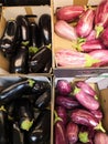 Closeup view of small purple Asian eggplants, food background photography. Pile of fresh eggplants at Indian market, vegetarian