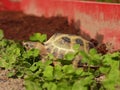 Closeup view of small Steppe tortoise