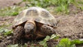 Closeup view of small Steppe tortoise (Testudo horsfieldii) feeding