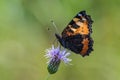 Closeup view of a small tortoiseshell butterfly on a pink thistle Royalty Free Stock Photo