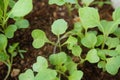 A closeup view of small well grown plants . Royalty Free Stock Photo