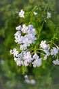 Closeup view of a small white flowers in bloom against a backdrop of vibrant green foliage Royalty Free Stock Photo