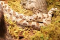 Closeup View of a Snake Royalty Free Stock Photo