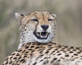 Closeup view of the snarling face of an adult cheetah resting on top of a grass covered mound Royalty Free Stock Photo