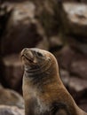 Portrait of South American fur seal Arctocephalus australis sea lion marine wildlife mammal Islas Ballestas Paracas Peru Royalty Free Stock Photo