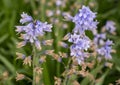 Closeup view of the Spanish bluebell, hyacinthoides hispanica, in Saint Louis, Missouri.