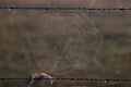 Closeup view of a spider's web on a barbed wire Royalty Free Stock Photo
