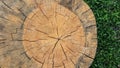 Closeup view of split cross cut section of a wooden log on the grass. Natural organic texture, pattern, background of cracked, ro Royalty Free Stock Photo