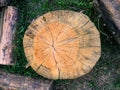 Closeup view of split cross cut section of a wooden log on the grass. Natural organic texture, pattern, background of cracked, rou Royalty Free Stock Photo