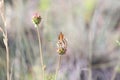 Closeup view of the Spotted fritillary butterfly Royalty Free Stock Photo