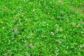 Closeup view of springtime green grass with flowers