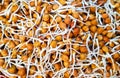 Closeup view of sprouted chickpea bengal gram with white long roots