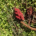 Sumac tree big red flower in garden- (Rhus typhina) Royalty Free Stock Photo