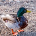 Mallard