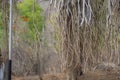 Closeup view of stem roots of banyan tree in a village of Kalakund near Mhow, Indore, Madhya Pradesh on a sunny summer day. Indian Royalty Free Stock Photo