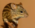 Portrait of striped grass mouse Royalty Free Stock Photo