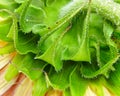 Closeup view of a sunflower backside Royalty Free Stock Photo