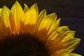 Closeup view sunflower, black background, horizontal