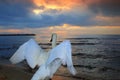 Closeup view of a swan flapping wings dramatic sunrise sky