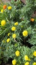 Tagetes, zhendu flower, Marigold Orange and yellow Zhendu Plant Royalty Free Stock Photo