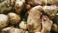 Closeup view of taro vegetable pile for sale in market Royalty Free Stock Photo