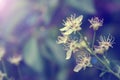 Closeup view of tender flowering plant with thin stamens and white petals on a blurred purple blue background Royalty Free Stock Photo