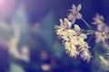 Closeup view of tender flowering plant with thin stamens and white petals on a blurred purple blue background Royalty Free Stock Photo