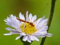 Thread Legged Bug Feeding On Flower Royalty Free Stock Photo