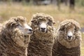 Closeup view of three beautiful Australian sheep with Merino wool