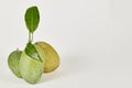 Three Chausa Mangoes on white Royalty Free Stock Photo