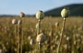 Closeup view of three poppyheads