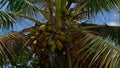 Closeup view of the top of a tropical coconut tree with a lot of coconut fruits and palm leaves on Mahe island, Seychelles. Royalty Free Stock Photo